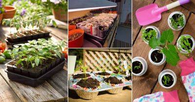 24 DIY Seed Trays and Pots Ideas You Must Try - balconygardenweb.com