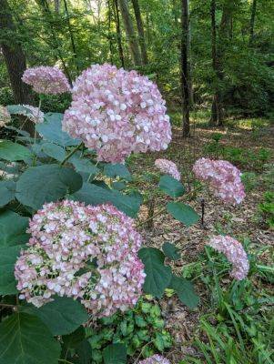 Native Hydrangeas - hgic.clemson.edu - state Pennsylvania - state South Carolina - county Garden