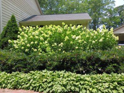 In the Limelight: Hydrangea paniculata - hgic.clemson.edu - Georgia