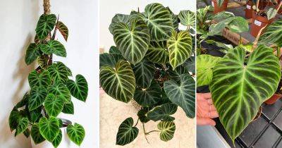 Philodendron Verrucosum Care | Ecucador Philodendron Growing Guide - balconygardenweb.com