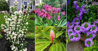 11 Most Fragrant Hawaiian Flowers - balconygardenweb.com - state Hawaii