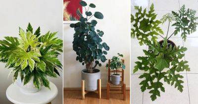 20 Most Beautiful Pictures of Aralia Houseplants - balconygardenweb.com