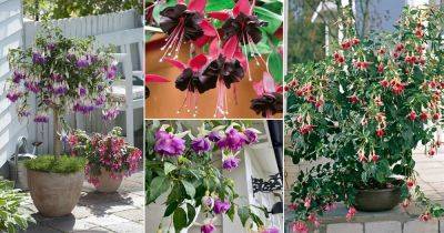These 16 Crazy Fuchsia Variety Colors will Make You Plant Them Instantly - balconygardenweb.com