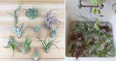 Air Plant Dying? Learn How To Revive An Air Plant - balconygardenweb.com