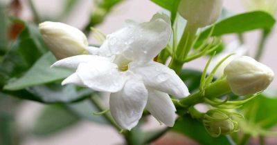 How to Identify and Treat 7 Jasmine Diseases - gardenerspath.com