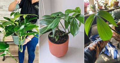 Dragon Tail Philodendron Care Tips and Tricks - balconygardenweb.com