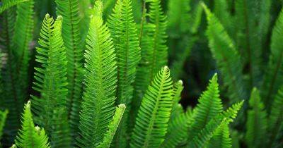 How to Grow and Care for Ferns - gardenerspath.com - state Oregon - county Park