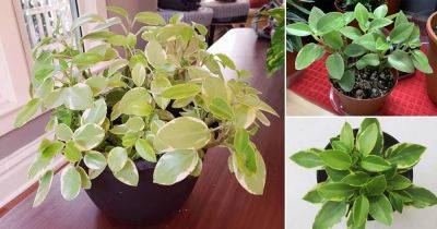 Peperomia Pixie Care | How to Grow Teardrop Peperomia - balconygardenweb.com