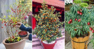 14 Best Fruit Trees to Grow in Cold Climates in Pots - balconygardenweb.com - Usa - China - Japan