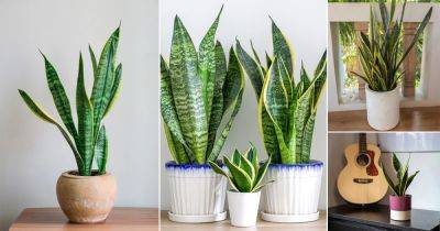 Best Pots for Snake Plants | How to Choose a Container for Snake Plant? - balconygardenweb.com