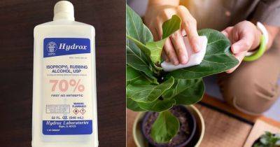 8 Rubbing Alcohol Uses for Plants - balconygardenweb.com