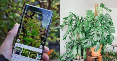 6 Quick and Easy Ways to Identify Houseplants - balconygardenweb.com