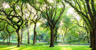 How to Grow and Care for Elm Trees - gardenerspath.com - Usa - Washington - state California - county Park