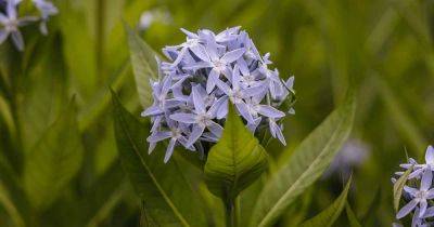 How to Grow and Care for Amsonia (Blue Star) - gardenerspath.com