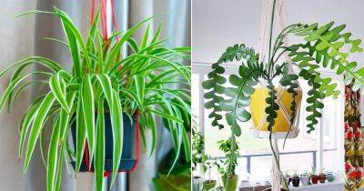 6 Best Hanging Houseplants that Won't Die Easily - balconygardenweb.com - Britain
