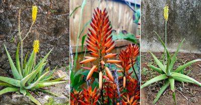 8 Pro Tips on How to Get Aloe Vera To Flower - balconygardenweb.com
