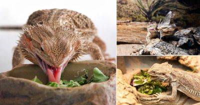 What Do Bearded Dragons Eat? Find Out! - balconygardenweb.com - Australia