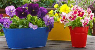 How to Grow Violets in Containers - gardenerspath.com