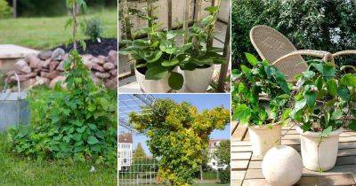 7 Best Vining Herbs for Small Spaces | Herbs that Climb - balconygardenweb.com - Usa