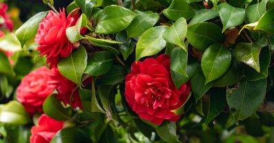 Holes in Camellia Leaves: What’s Causing It and How to Fix It - gardenerspath.com