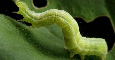 How to Control Cabbage Loopers - gardenerspath.com