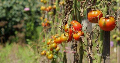 How to Identify and Treat Common Tomato Diseases - gardenerspath.com