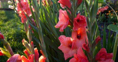 How to Identify and Manage 9 Common Gladiolus Pests - gardenerspath.com