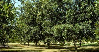 How to Grow and Care for Pecan Trees - gardenerspath.com - Usa - Mexico
