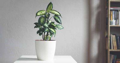 How to Propagate Dieffenbachia to Grow Extra Dumb Cane Plants - gardenerspath.com