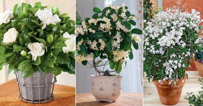 8 Best Indoor Jasmine Varieties to Grow - balconygardenweb.com