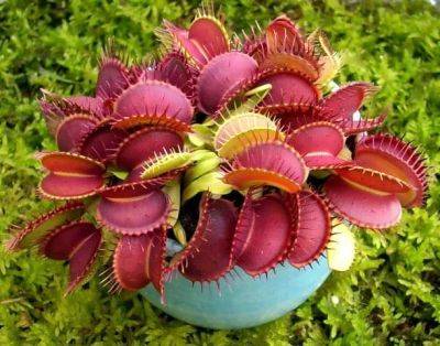 How to Grow Carnivorous plants | Care and Growing Information - balconygardenweb.com