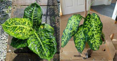 Dieffenbachia Cheetah Plant Care and Growing Information - balconygardenweb.com