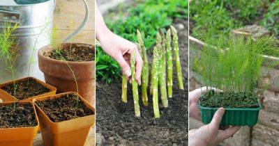 Asparagus Growth Stages | How to Grow Asparagus in Home Garden - balconygardenweb.com