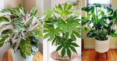 21 Beautiful Indoor Plants for East Facing Windows - balconygardenweb.com