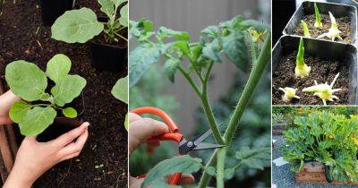 24 Vegetables that Grow from Cuttings! Number 4 Will Surprise You! - balconygardenweb.com