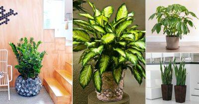 21 Easiest Houseplants | Easiest Indoor Plants to Take Care Of - balconygardenweb.com
