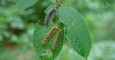 How to Identify and Control Gypsy Moths - gardenerspath.com - Usa - Canada