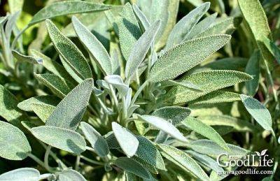 How to Grow Sage - growagoodlife.com - Greece - region Mediterranean