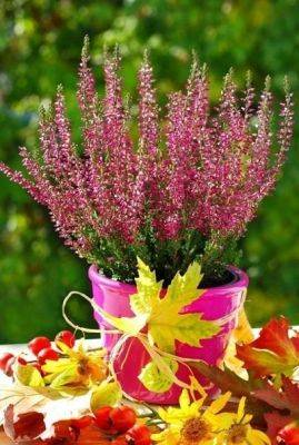 Growing Heather in Pots | Planting and Care - balconygardenweb.com - Scotland
