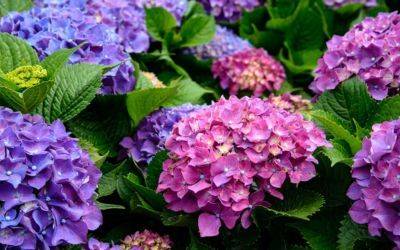 Can Hydrangeas Grow In Shade? - jparkers.co.uk