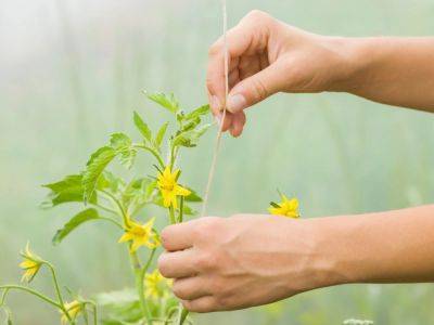 Florida Weave For Tomatoes – The Easiest Way To Trellis - gardeningknowhow.com - France - state Florida