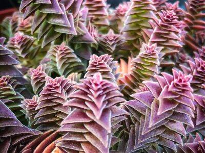Unique Succulent Varieties To Add To Your Collection - gardeningknowhow.com - Antarctica