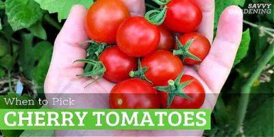 When to Pick Cherry Tomatoes for the Best Flavor and Quality - savvygardening.com
