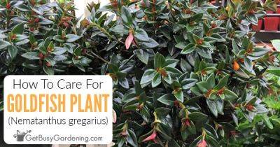 How To Care For Goldfish Plant (Nematanthus gregarius) - getbusygardening.com