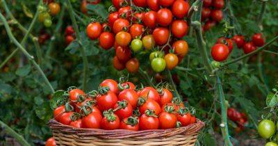 How to Dry Homegrown Tomatoes - gardenerspath.com