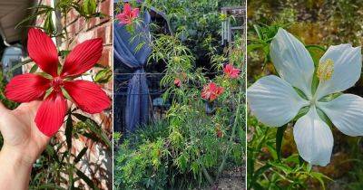 How to Grow Texas Star Hibiscus | Growing Scarlet Rosemallow - balconygardenweb.com - Usa - state Texas
