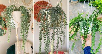 How to Grow Dischidia Ruscifolia | Growing Million Hearts - balconygardenweb.com - Philippines