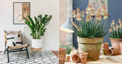 12 Popular African Houseplants that Everybody Wants To Grow | African Indoor Plants - balconygardenweb.com - South Africa - city Sansevieria