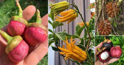 19 Most Strangest Fruits in the World - balconygardenweb.com - Indonesia