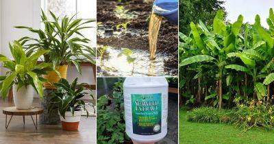 9 Tips to Grow Plants and Trees Faster - balconygardenweb.com - city Boston